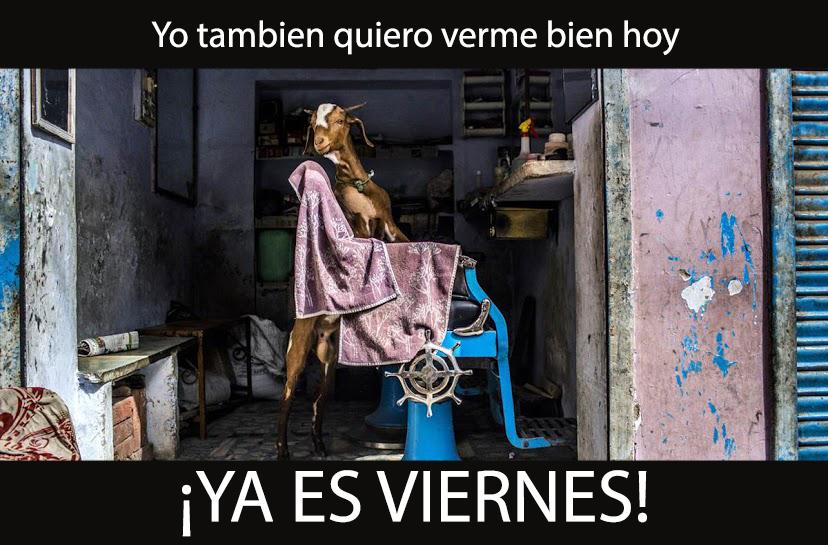 Beee_QuesoCabra's tweet photo. ¡Ya es viernes! http://t.co/2vS57BzDmB