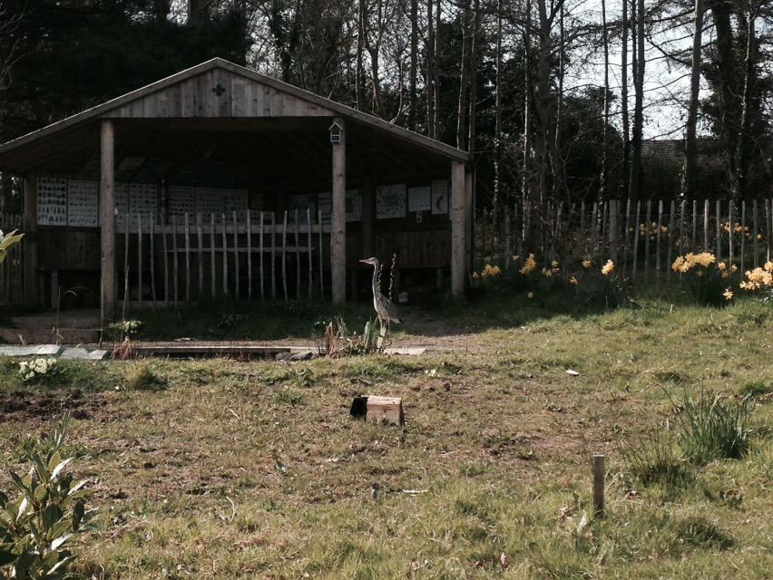 Crawfordsburnsc's tweet photo. Visitor at the pond today #heron #bird #sunsout #nature http://t.co/jZ9xjny1SX