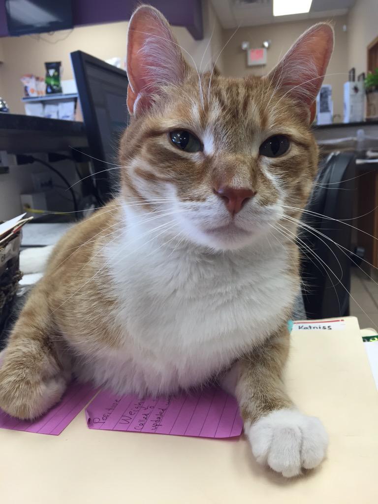 darachow's tweet photo. Happy Friday from Chief. #cliniccat #hesabrat http://t.co/9ImeOW4mtn