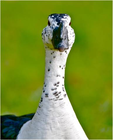 IconicImagesNet's tweet photo. Good looking bird. #JustindeVilleneuve #goodlookingbird http://t.co/1Em23qe8bo