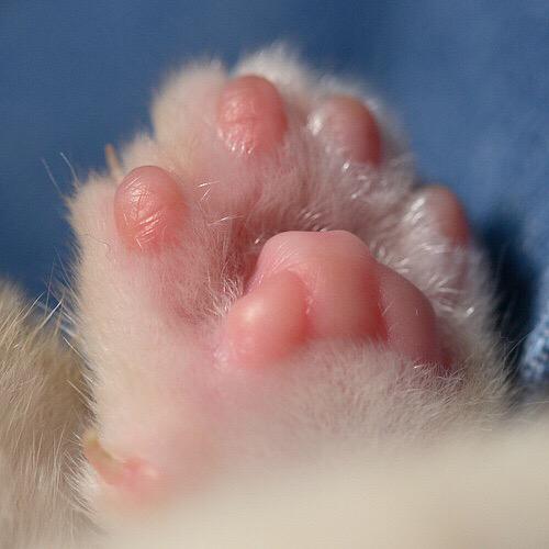 mathiasgdr's tweet photo. “@urigdrx: voglio voglio voglio volgkio. http://t.co/wFCgwXp5od” te lo regalo