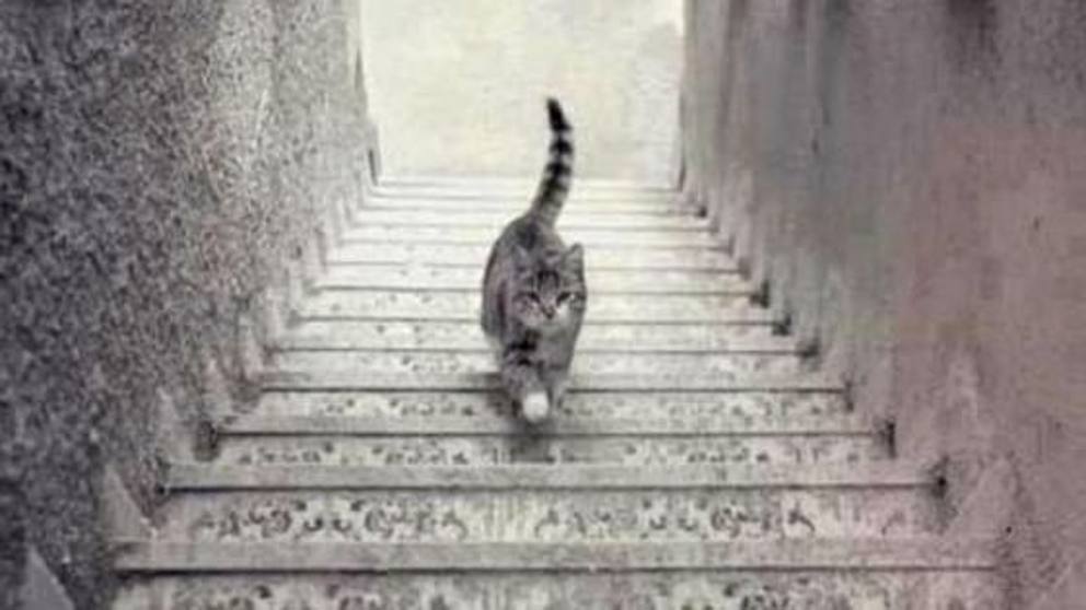 paolopiva's tweet photo. Questo gatto sta scendendo o salendo? In realtà non è difficile. A dopo, alle 18 su @RDS_official con @ChiaraLaGreca http://t.co/thIGH2ph9T