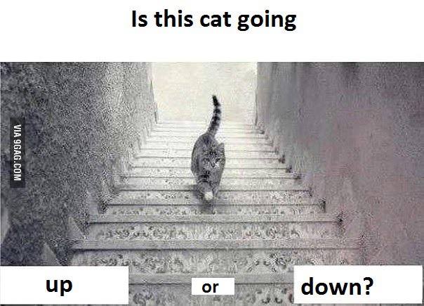 heatworld's tweet photo. There's a new "the dress" - is this cat going up, or down the stairs? Mind = blown. http://t.co/xVhWjd0r44