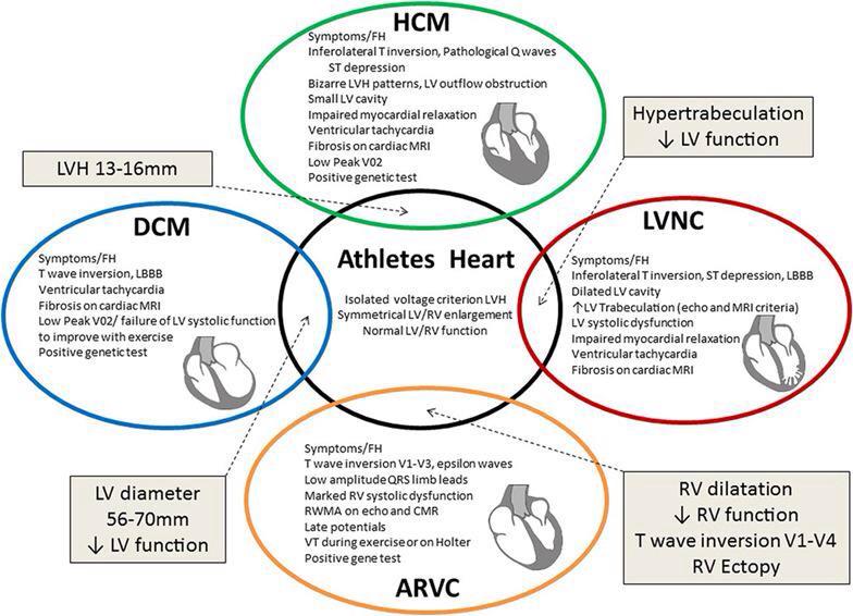 3C Cardiovascular tweet media