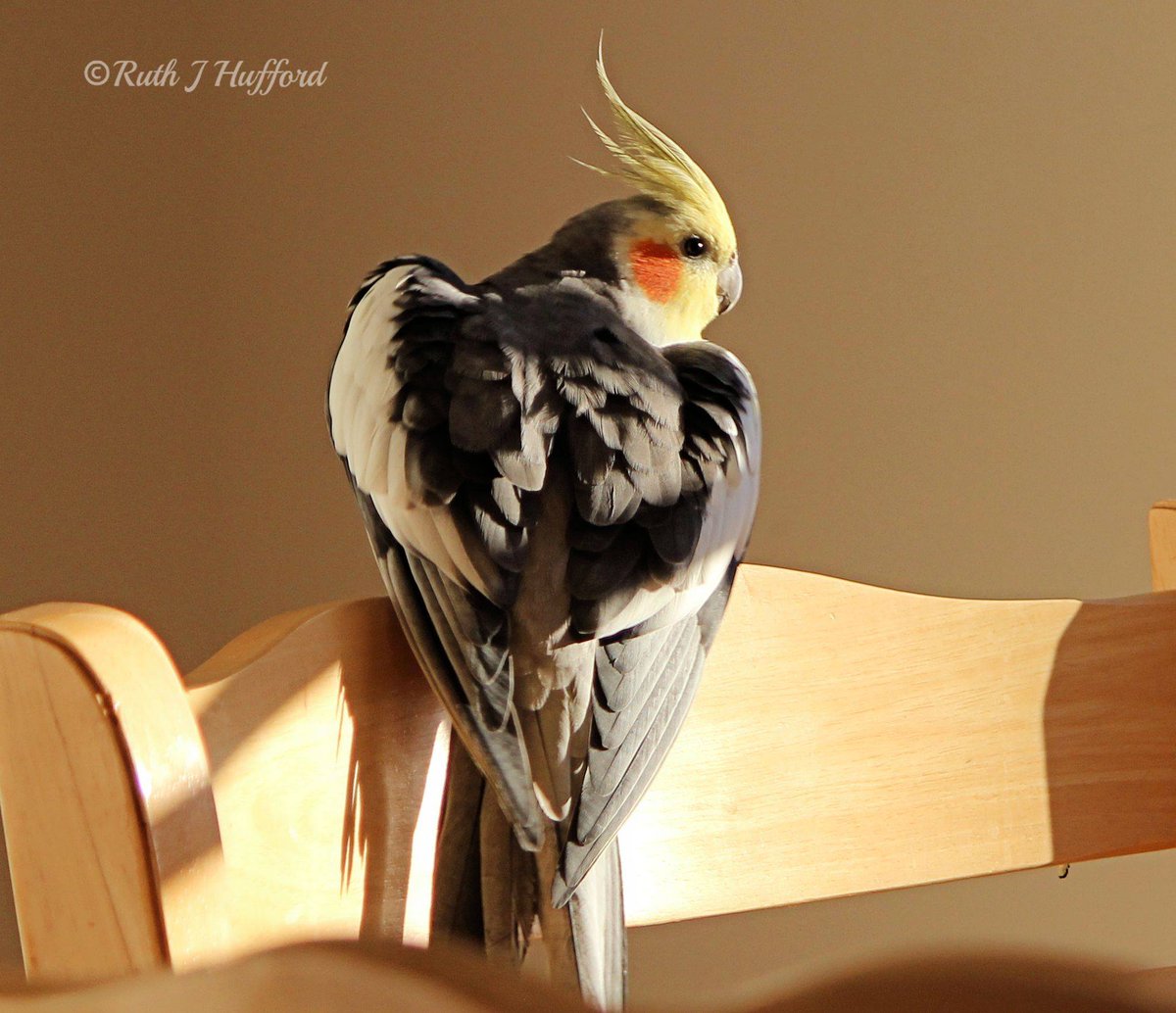 Cockatiel5's tweet photo. Heart Wings !

#cockatiellovers #pet #love http://t.co/TBwFJwL1Kk