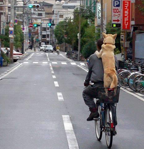 SL3DogCommunity's tweet photo. 🚲🐶💨 http://t.co/yxri10muWF