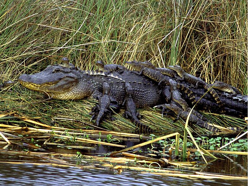 In appreciation of #NationalSiblingsDay #EvergladesHolidayPark