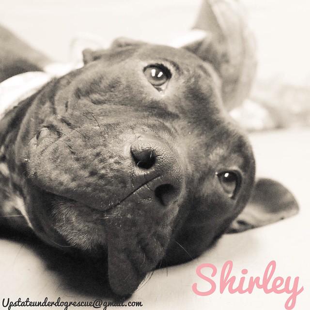 BarkBuddy's tweet photo. Shirley!Cute as Betty Boop,loving as Pepe LePew,and strong as Popeye! http://t.co/ThbEO8pCYm http://t.co/iBtGY8m1pL http://t.co/tDhN6dqVqI