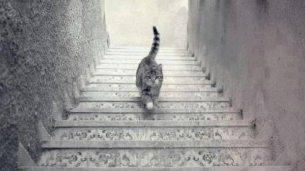 Next mind bender debate! Cat going up or down stairs - cbc.ca/news/trending/… #opticalillusion #TheDress