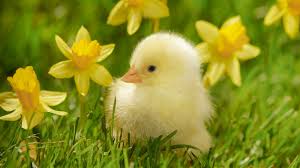 ArianaCora's tweet photo. Spring is here! Go express your Spring feelings by going to the library! What are most excited about? #dssm142 http://t.co/1ezKMRz9h9