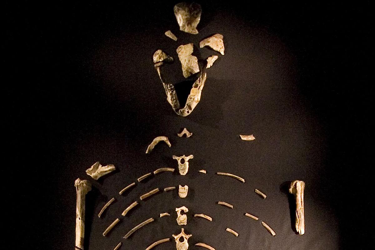 Awkward. One of the bones we thought was Lucy actually belonged to a baboon ow.ly/Lruka