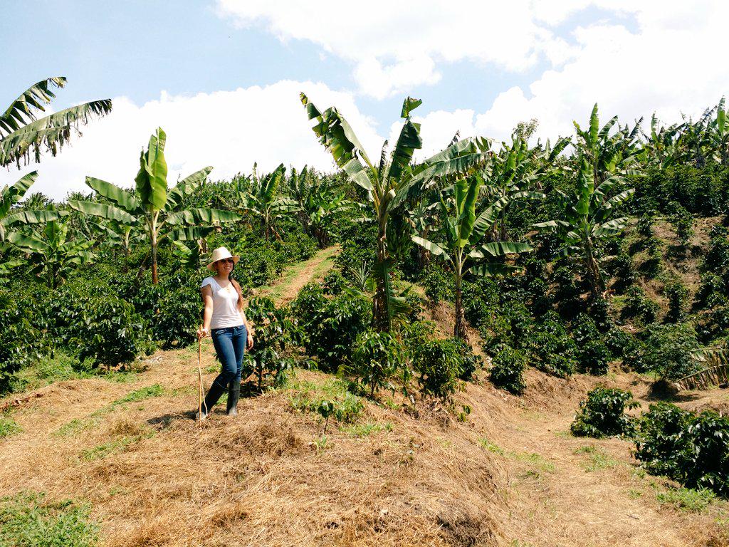 Antis Coffee tweet media