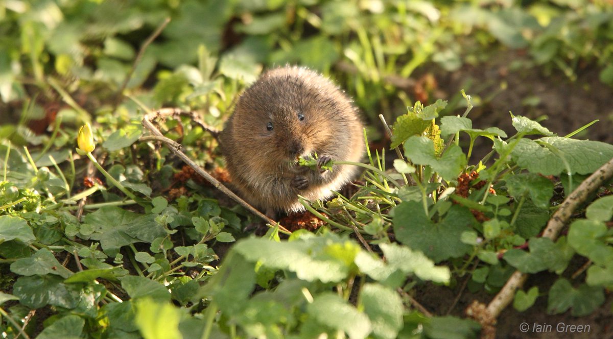 BBCCambs's tweet photo. Could you help look for Water Voles in Cambridgeshire? Wildlife Charity @PTES need you http://t.co/fdxj9WGdko http://t.co/hnDMRCPPQg