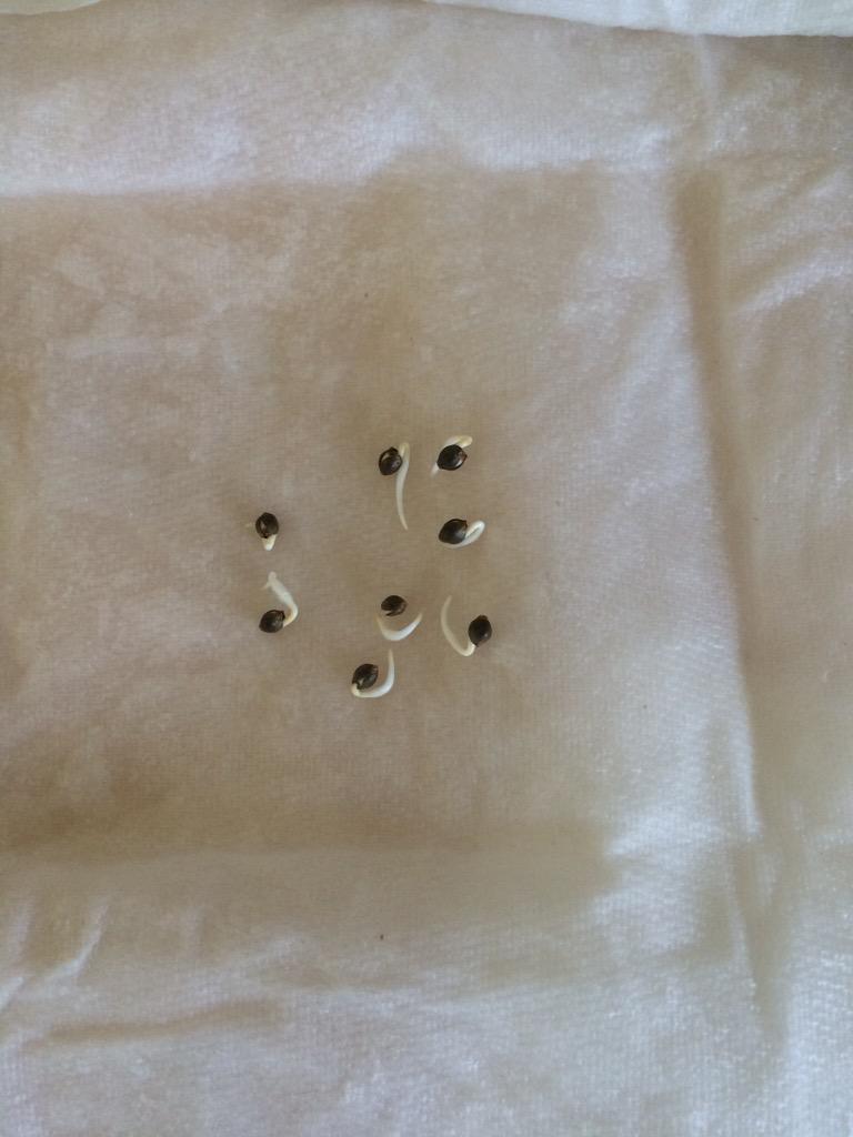 CascadeFarms's tweet photo. Look at those beautiful little tails. Going to be a fun experiment. #cannabis #OMMP http://t.co/mfwtJEG5rd