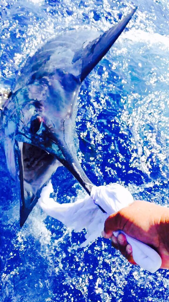 SlackemCharters's tweet photo. Blue Marlin release http://t.co/8Itkw45gSL