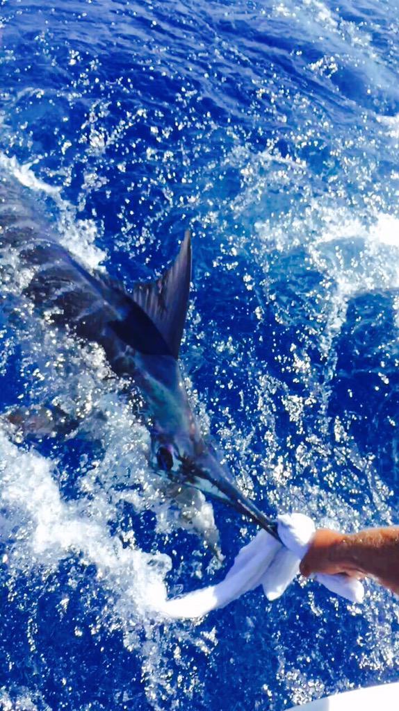 SlackemCharters's tweet photo. Blue Marlin release http://t.co/8Itkw45gSL