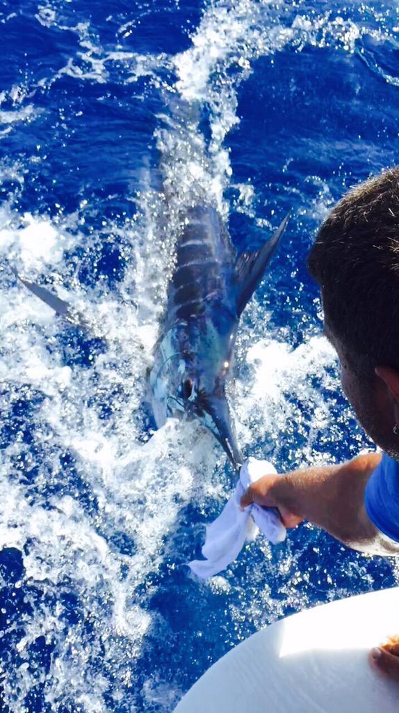 SlackemCharters's tweet photo. Blue Marlin release http://t.co/8Itkw45gSL