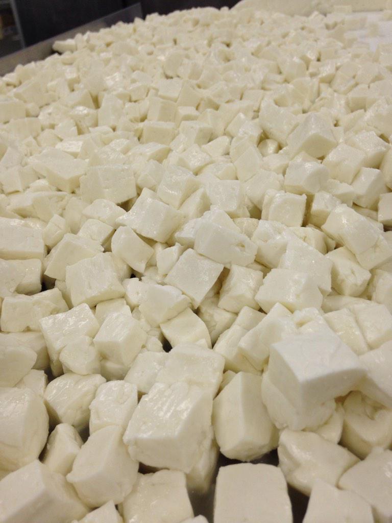 SingingHillsMN's tweet image. Still snowing curds here. Goat blizzard predicted before nightfall. @MillCityFarmer #cheese #Babies #MNspring #local