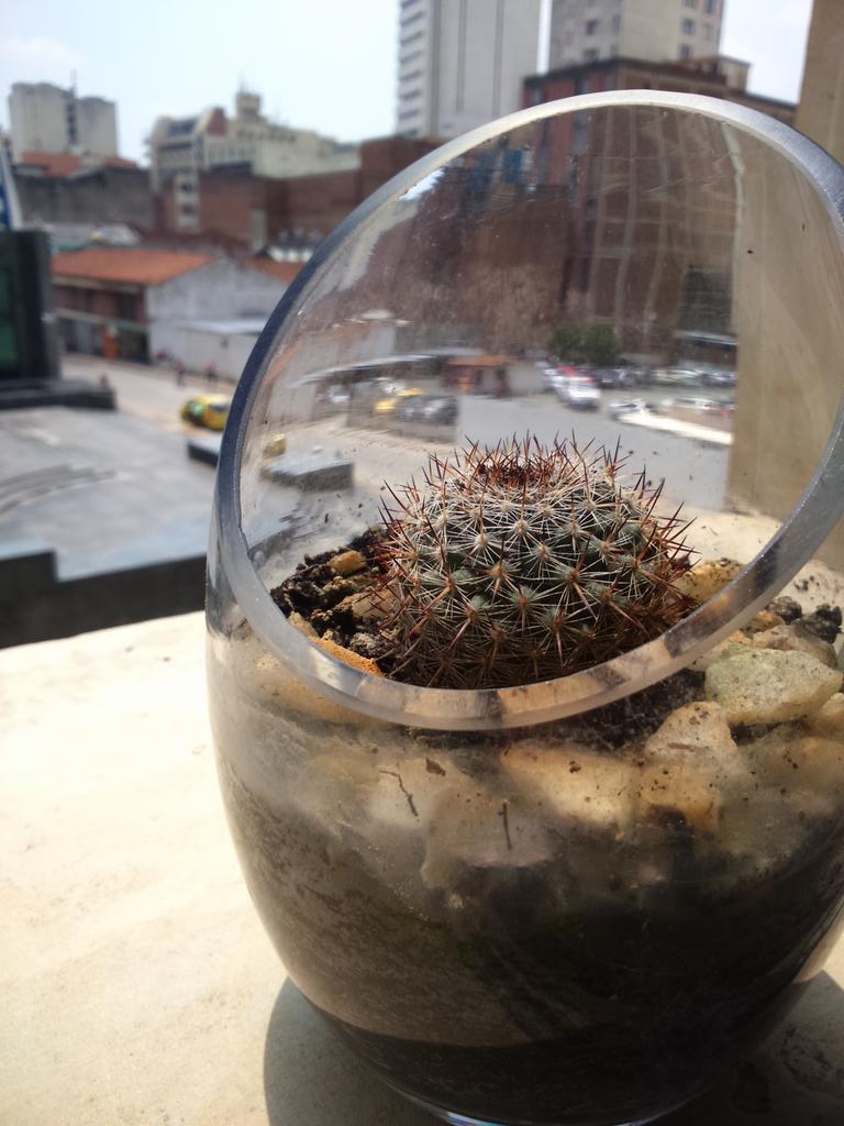 AlexitaRisa's tweet photo. Y como el Kactus, que aunque duela, conserva su belleza en la espina #cactusguy  #ElKactusDeAngela 😁#DesdeMiVentana http://t.co/XuoABjTa8d