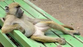 RockyMacaque's tweet photo. Gotta luv my new job as BackBencher! ๐๐๐ #FunkyMonkey #chilling #chucklicious http://t.co/fB93KggwqL