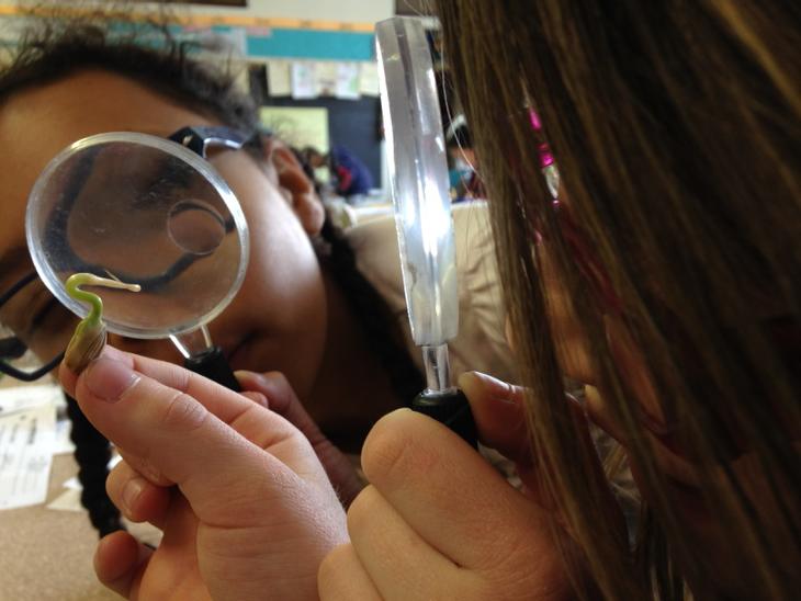 nancymthompson's tweet image. Looks like a pelican! ...observing seeds @BelleShermanES #icsdplc #science