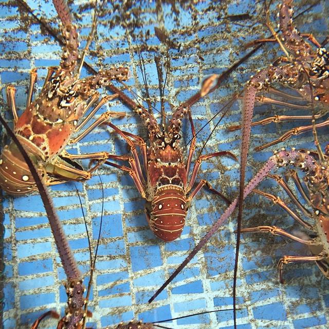 AnnikaPanika's tweet photo. Dans quelques instants il sera dans mon assiette #langouste #TiSable #Martinique http://t.co/flquu0J1iI