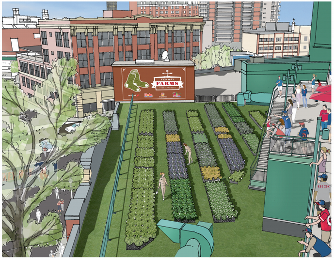adamrclark's tweet photo. Many herb&veg sold/served at #FenwayPark this season will be locally grown...very local #FenwayFarms #FarmTOField http://t.co/jOUw6ZLBbu