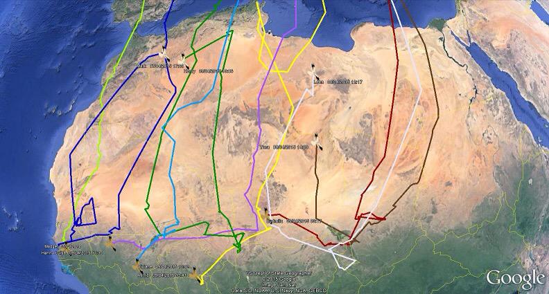 Grauwe Kiekendieven zijn aan de trek begonnen. De mannetjes zitten al in Noord-Afrika. Meer: ow.ly/3xJaFE