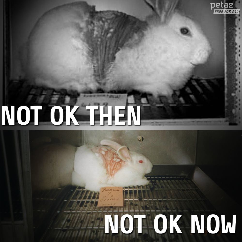 PETAShares's tweet photo. RT if you know animal testing will NEVER be acceptable! #StopAnimalTests http://t.co/D1Ie1VWnky