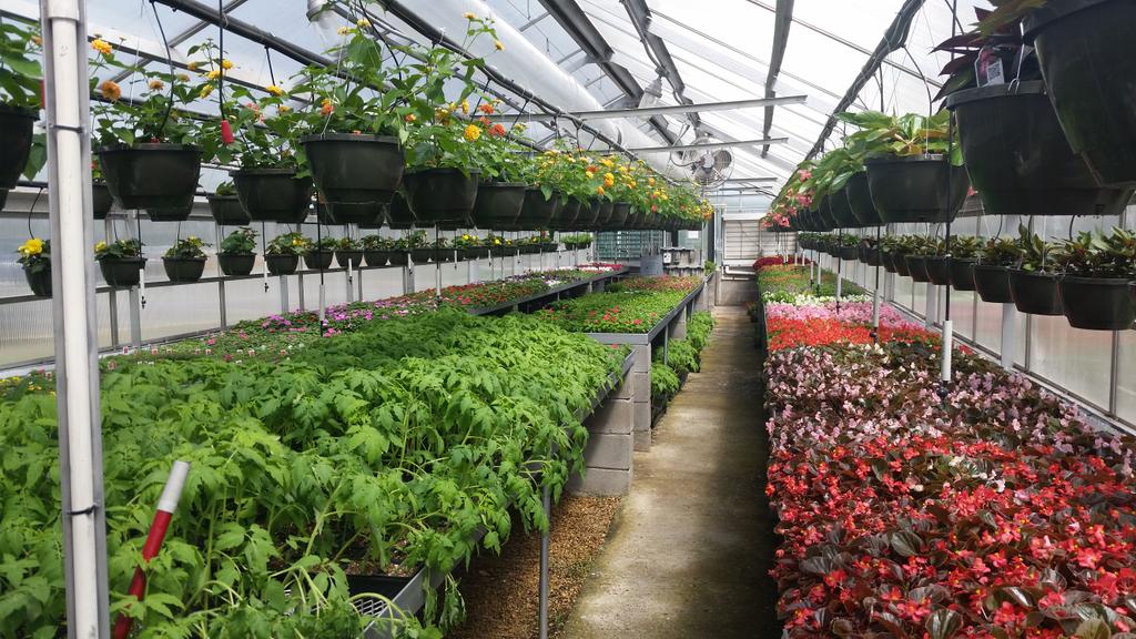 BeechFfa's tweet photo. Don't forget to stop by the Beech ffa greenhouse this Saturday! http://t.co/4n6Edach2T