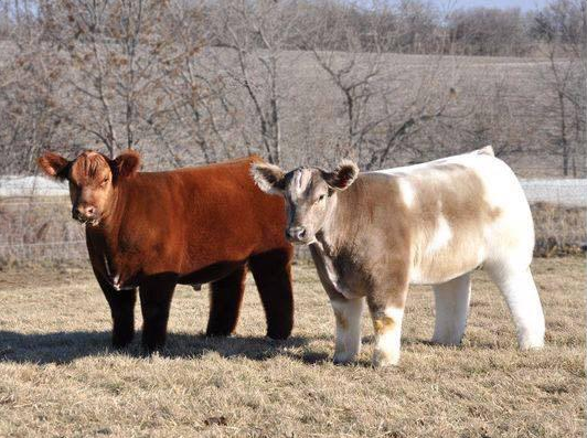 These are shampooed, conditioned, and blow dried cows