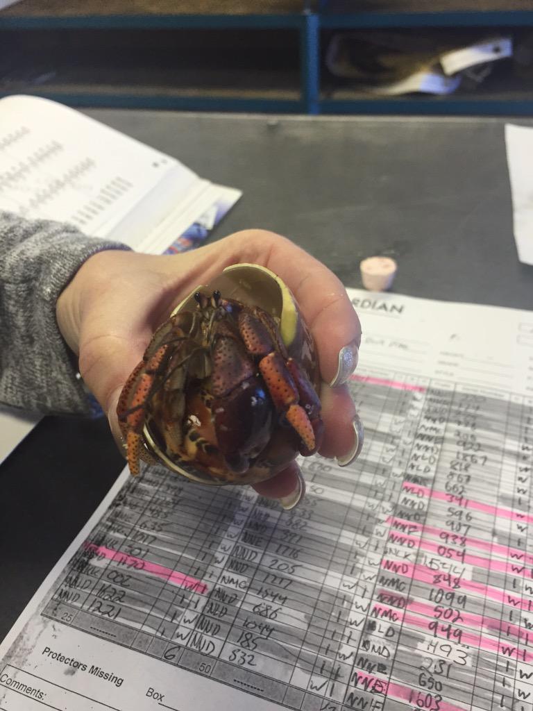 KayleneBlue's tweet photo. He came out of his shell!!! #hermitcrab #shoppet http://t.co/zZMSMXA3w8