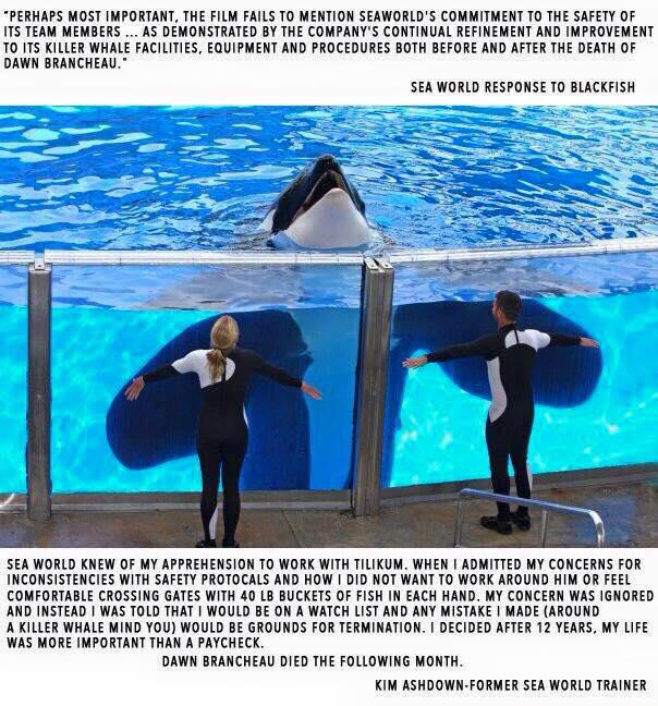 SeaWorld ignored concerns from trainers who worked with Tilikum