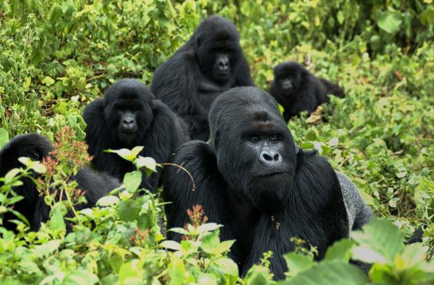 Mountain gorilla genome reveals a surprisingly high level of inbreeding: j.mp/1I0b04O