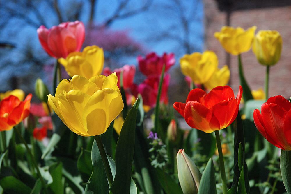 ConcordiaSTL's tweet photo. Spring! RT @ConcordiaSem: The #tulips on campus are gorgeous today. They made it through the storms! #CSLjoy http://t.co/U6RdyDEZzK