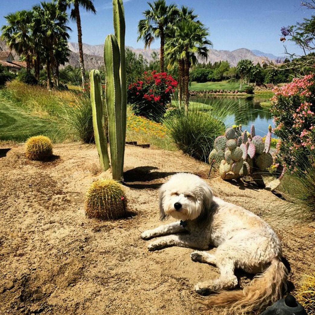 Pathmatics's tweet photo. Our #Coachella office for the weekend #AdomicEastside #TeamRegram #dogsofAdomic #Bogey #officedog http://t.co/UY6hTN6mKC