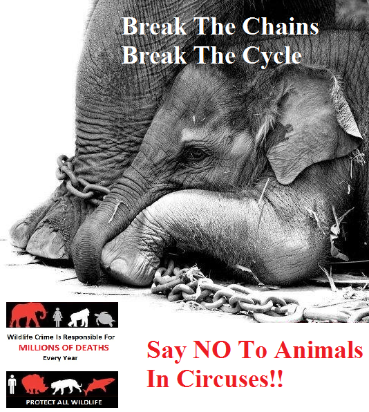 Protect_Wldlife's tweet photo. 'Break The Chains, Break the Cycle' - #DontBuyTheTicket #KeepCrueltyHistory  @rickygervais http://t.co/xppsO2NkPU