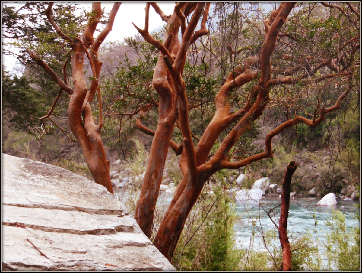 EcoturiLinares's tweet photo. Arrayán (Luma apiculata)
Mas información en el siguiente link
http://t.co/PXtbIPH8Z1 http://t.co/RvojGClMTE