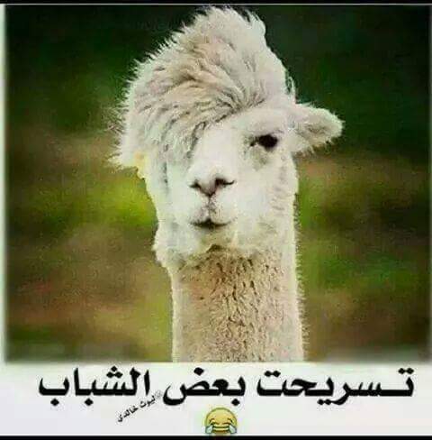 khalidzaouhra's tweet photo. http://t.co/J0mpSeMM15