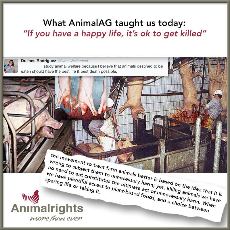 staleburke's tweet photo. @SwineWelfareVet @nicnak40 #farm365 #realpigfarming http://t.co/xf4rNyDjdY