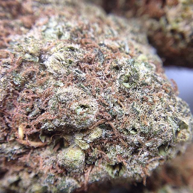 weedpraylove's tweet photo. Close up of the DOGO Grapefruit, I can't get over how delicious this strain smells!
#budssb #buds #nugs #trees #mmj… http://t.co/0ym8UuAJnS