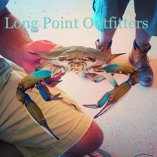 LPOutfitters's tweet photo. Callinectes Sapidus #BeautifulSwimmer #BlueCrab #ChesapeakeBay @CBMMorg @ChesBayJournal @BayWeekly @ChesInspired http://t.co/RCJIJDjgZt