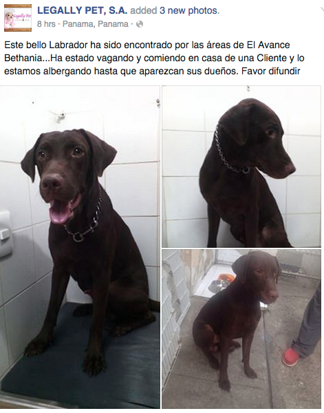 karla_acedo's tweet photo. Encontraron éste labrador por El Avance en Bethania por favor si alguien conoce al dueño contactar a Legally Pets http://t.co/njKxShIUrj
