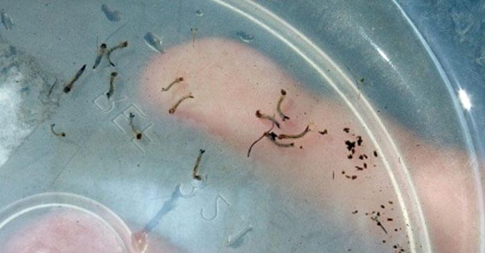 portalR7's tweet photo. Em cidade dominada pela dengue, morador encontra larva até no pote de escovas de dente http://t.co/RxXcvcb2En http://t.co/Y2CMvnoXow