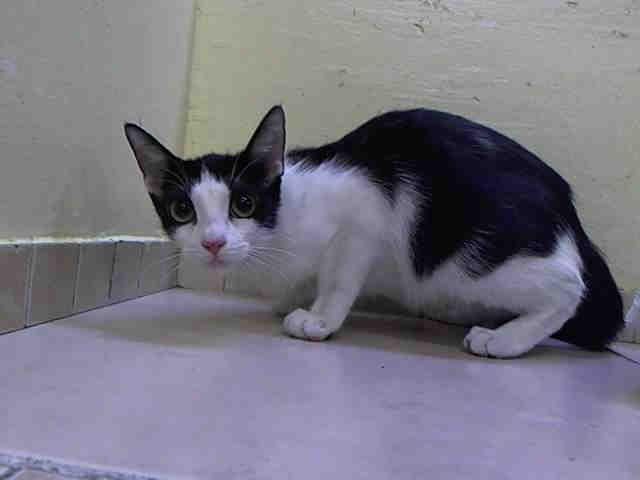 NYCDEATHROWCATS's tweet photo. TO BE DESTROYED - 04/11/15 - PENELOPE - A1032483  MANHATTAN, NY - PURRING KITTEN LOVEBUG, ...-http://t.co/xQt7khJBOS http://t.co/FADjbahp4i