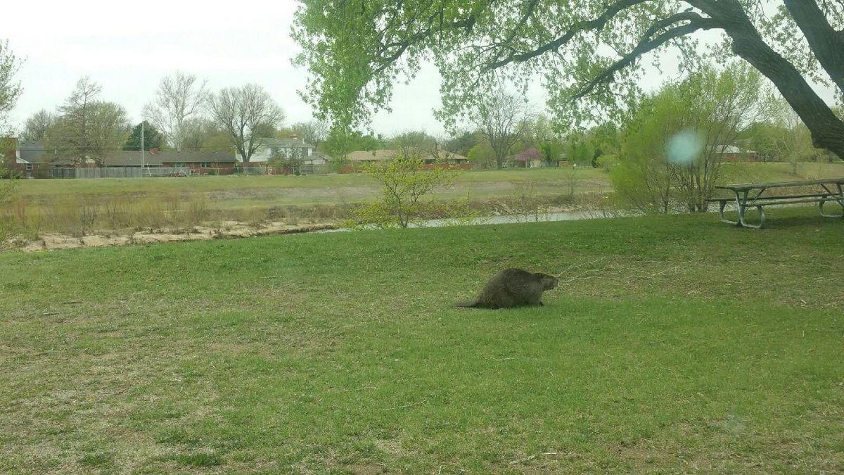 RiedlMatt's tweet photo. Connie Storrie said this photo that was sent in yesterday is of an impostor beaver. Definitely not @LooseBeaver. http://t.co/l71PTolrEd