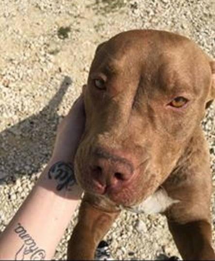 becauseivothigh's tweet photo. Can anyone help a pitbull female was dumped in the country with large large wound in Texas!!Her puppies weren't w/her http://t.co/ml4FejaWpS