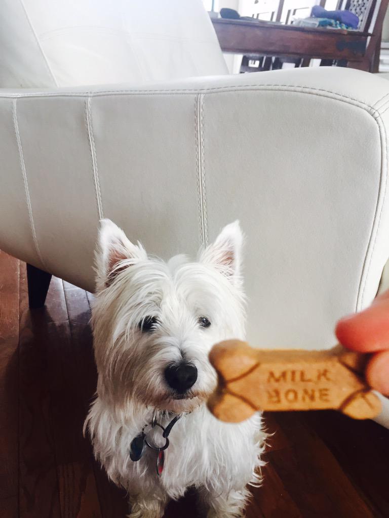 clovisgrise's tweet image. Hooo un petit milk bone! 👅🍗🍖