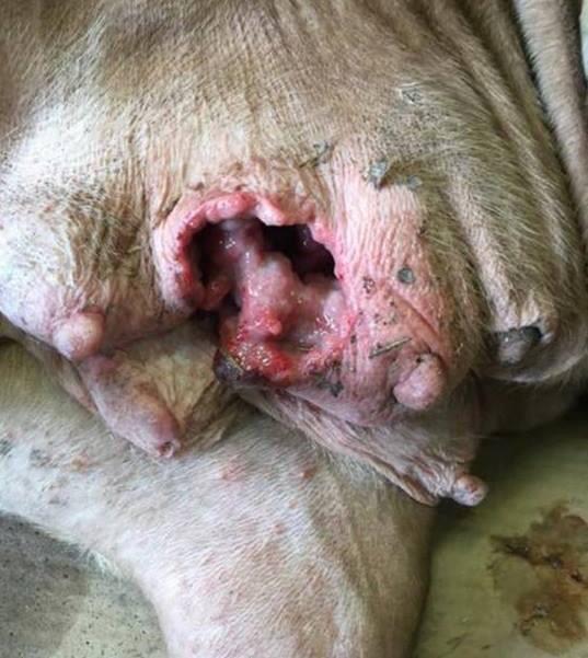 becauseivothigh's tweet photo. @VRC_Pitbull call ya'll help she was dumped on a country road in Texas with a large wound and none of her pups http://t.co/PRpiJWhtc0