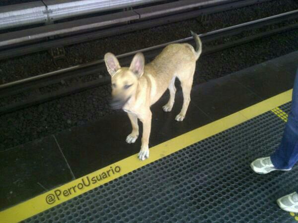 PerroUsuario Wof '•' tweet media